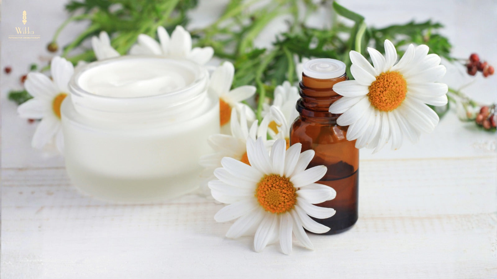  chamomile essential oil 