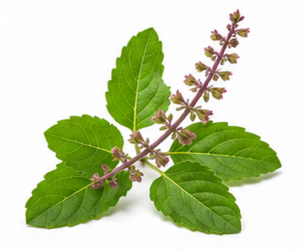 Tulsi Extract