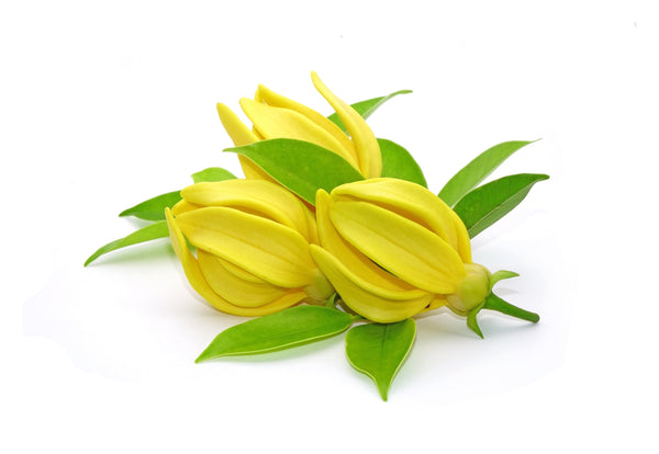 Ylang Ylang