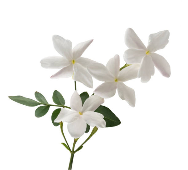 Jasmine